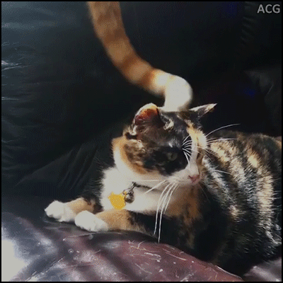 냥이. 꼬리. 짜증나.gif | 인스티즈