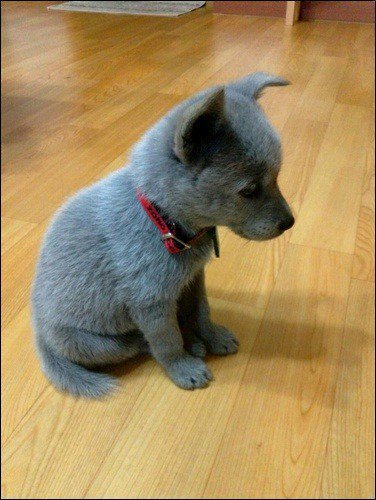 희귀한 러시안블루 강아지 | 인스티즈