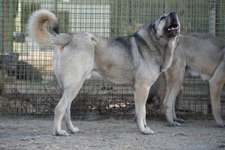 국내에서도 은근 많이 키우는 대형견들 | 인스티즈
