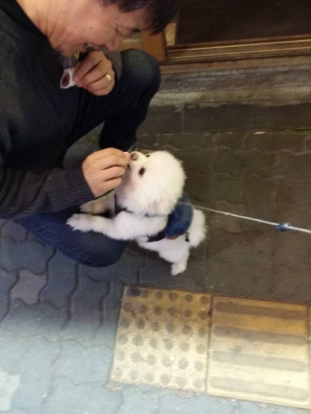 산책하다가 고깃집 들러서 고기 얻어먹는 댕댕이.twt | 인스티즈