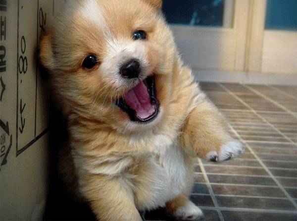 만약 안귀엽다면 우리나라를 떠나겠습니다.gif | 인스티즈