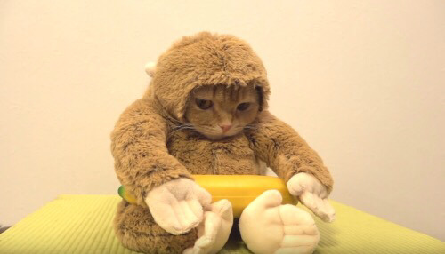 옷입는 동물들,, | 인스티즈