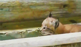 집 나갔다가 엄마한테 목덜미 물리는 스라소니.gif | 인스티즈