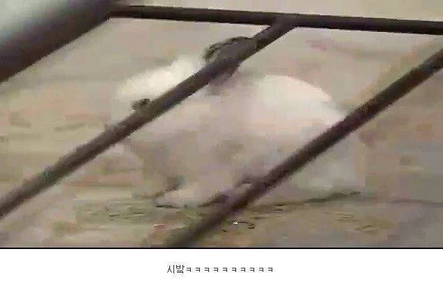 다시보는 레전드 토끼사건 | 인스티즈