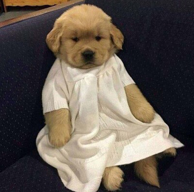 옷입는 동물들,, | 인스티즈