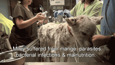 주인에게 버림받은 노숙자 강아지 마일리 | 인스티즈