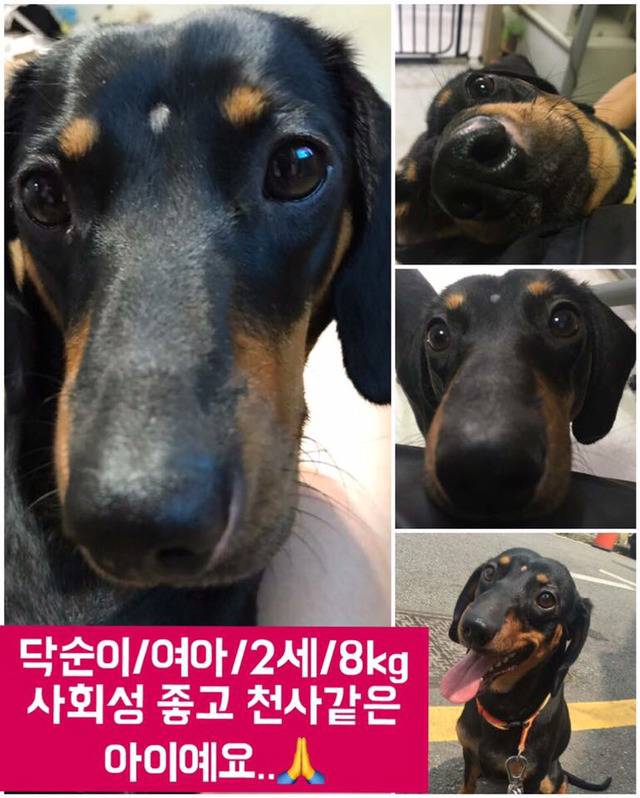 안락사명단 아이들 보고가줘ㅠㅠ 엄청많아.. | 인스티즈