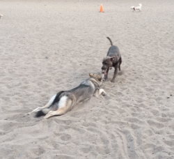 고양이와 강아지 | 인스티즈