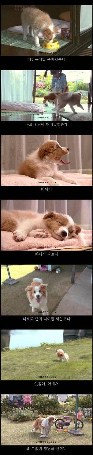 개의 일생 | 인스티즈