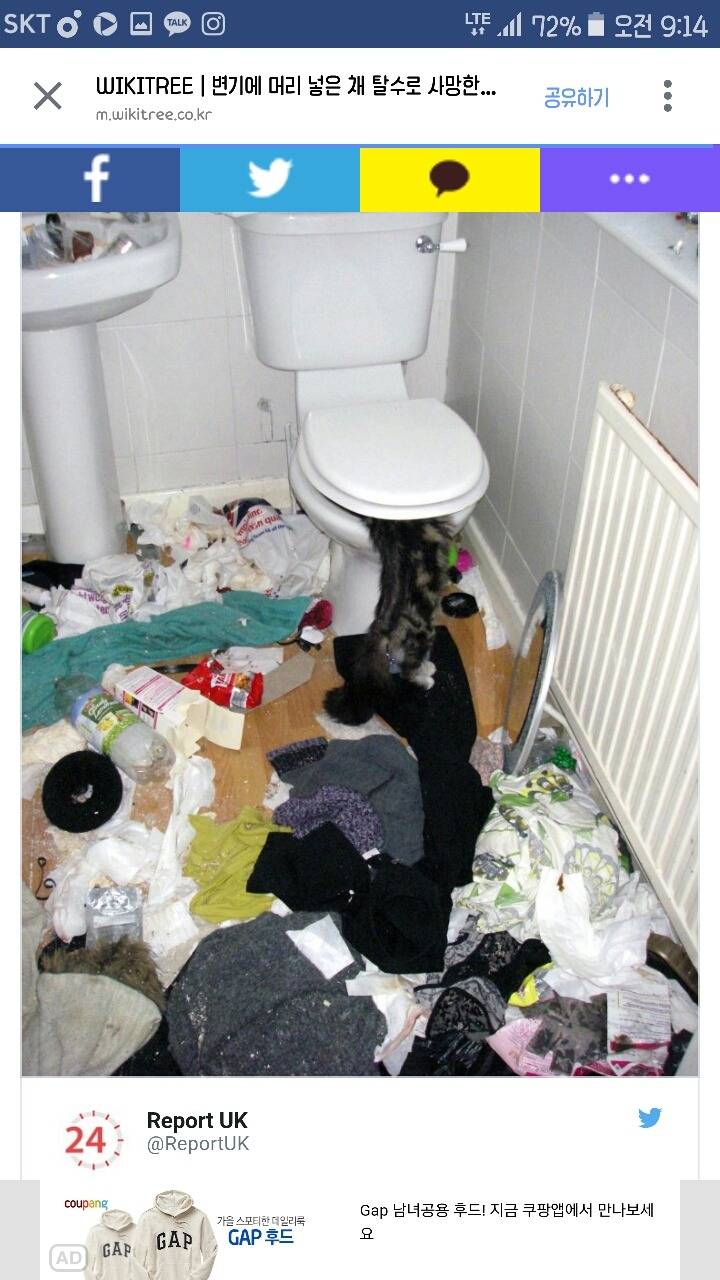 변기에 머리 넣은 채 탈수로 사망한 고양이 | 인스티즈