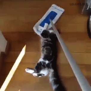 고양이들이 좋아하는 놀이 | 인스티즈