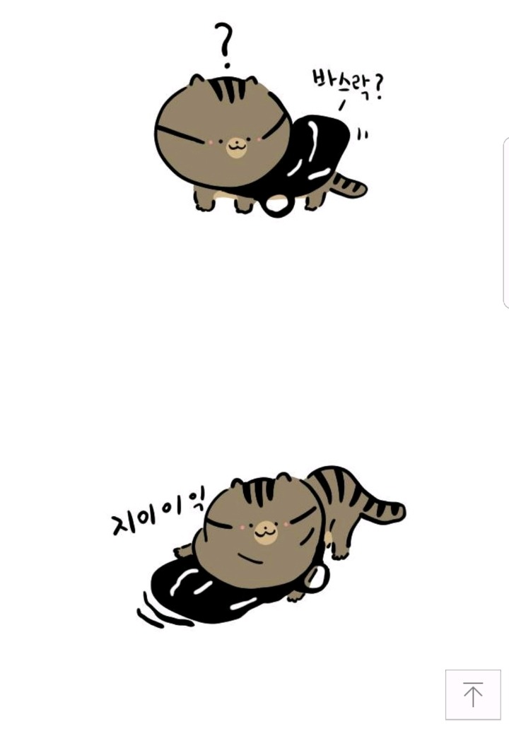 고양이가 자주하는 행동(feat.비닐) | 인스티즈