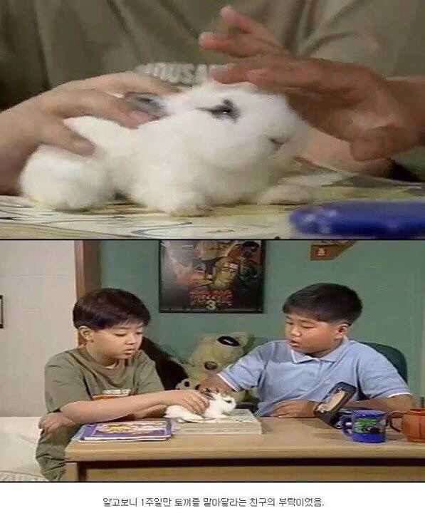 다시보는 레전드 토끼사건 | 인스티즈