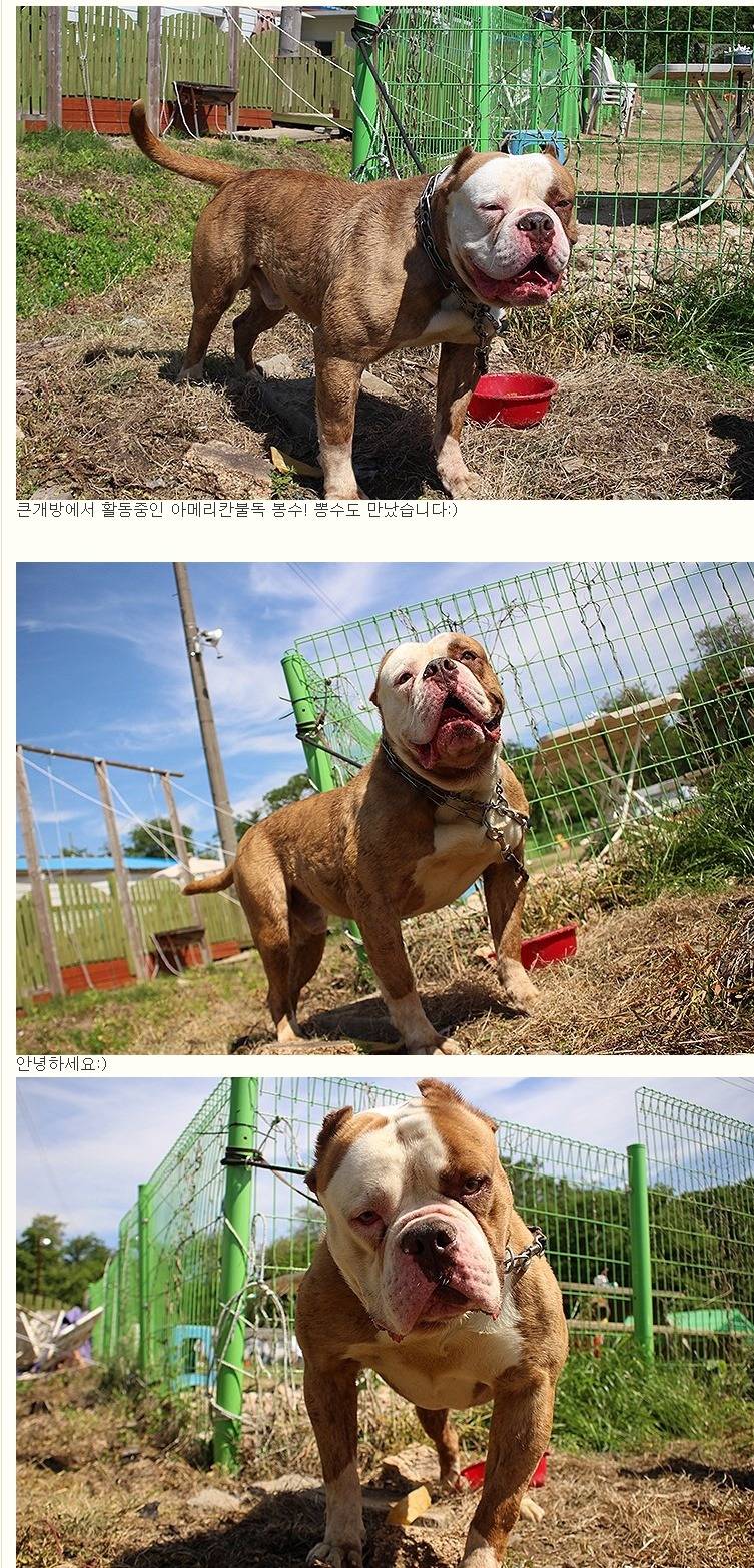 국내에서도 은근 많이 키우는 대형견들 | 인스티즈