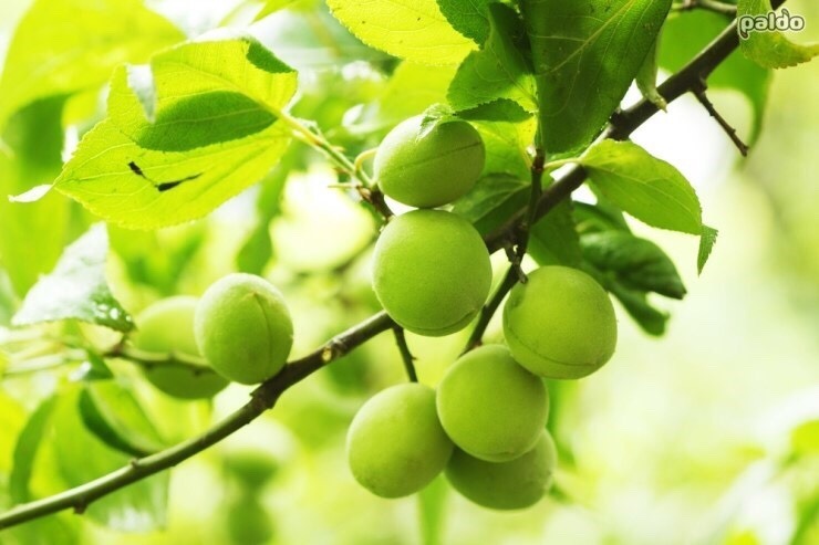 설탕 대신 요리에 사용하면 건강에 더 좋을거라 생각하는 것 (일부 사람들이) | 인스티즈