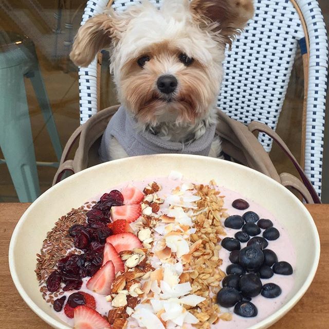 미식가 강아지 뽀빠이 | 인스티즈