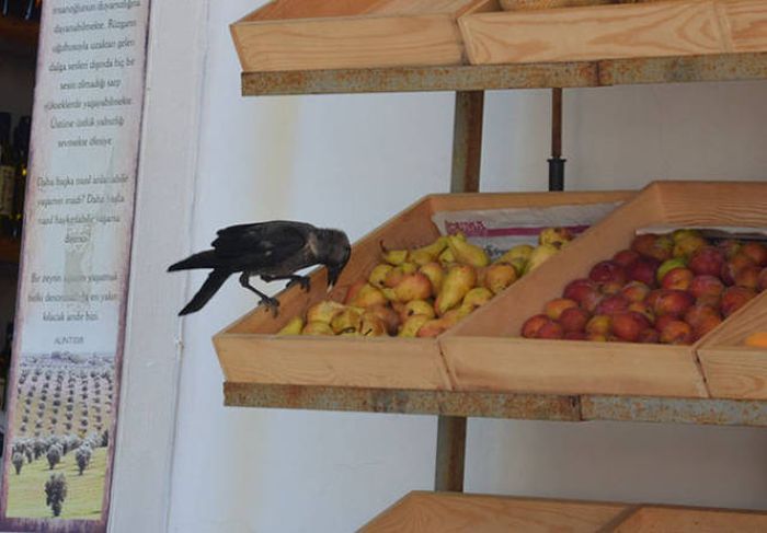 천하무적 까마귀.jpg | 인스티즈