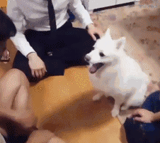 댕댕이랑 하이파이브 하기.gif | 인스티즈