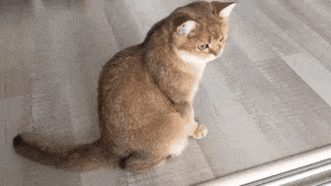 꿀잠자는 냥이.gif | 인스티즈