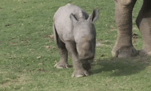 아기 코뿔소.gif | 인스티즈