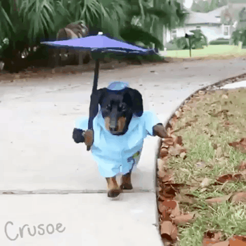 강아지 전용우산.gif | 인스티즈