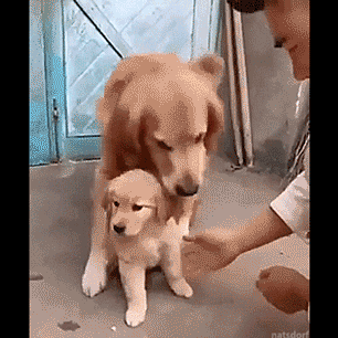 만지지 마여...gif | 인스티즈