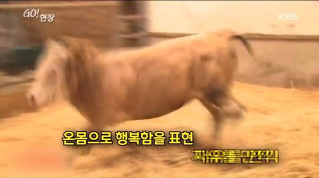 감사함을 아는 동물 | 인스티즈