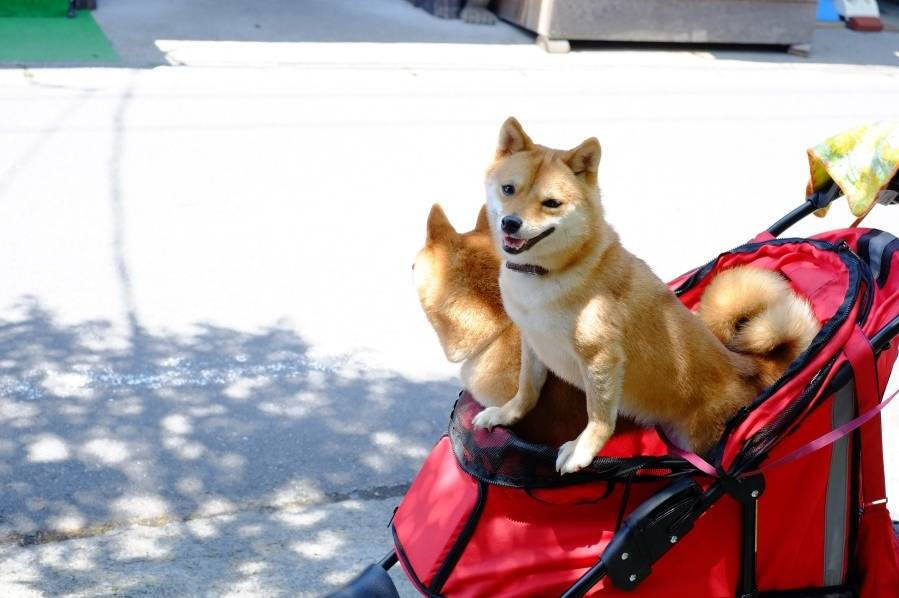 일본 여행이 땡기는 이유 | 인스티즈