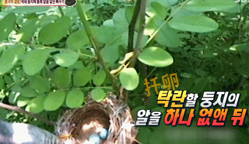 [동물농장] 다른 새끼 새 다 죽이면서까지 남의 둥지에서 자라는 뻐꾸기 | 인스티즈
