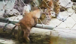 집 나갔다가 엄마한테 목덜미 물리는 스라소니.gif | 인스티즈