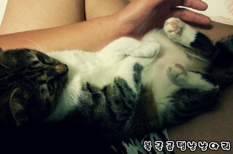 고양이를 싫어하던 떄가 있었다.(사진많음주의) | 인스티즈