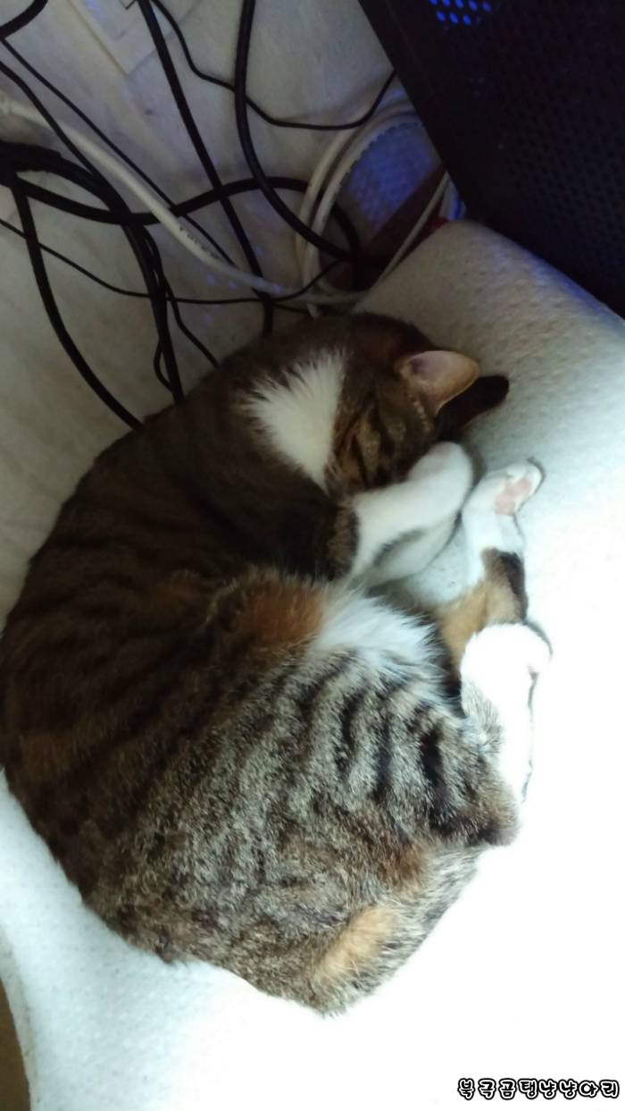 고양이를 싫어하던 떄가 있었다.(사진많음주의) | 인스티즈
