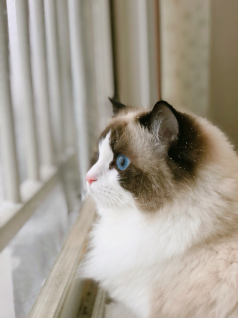 눈 구경하는 고양이 | 인스티즈