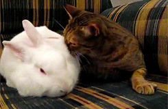 보숭보숭한것들끼리 귀여움 주장하기 | 인스티즈