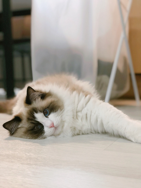 눈 구경하는 고양이 | 인스티즈