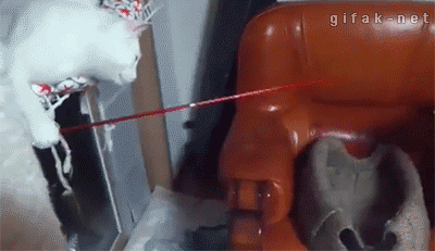 고양이와 강아지 | 인스티즈