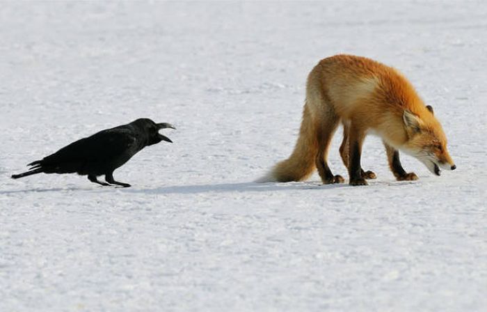 천하무적 까마귀.jpg | 인스티즈