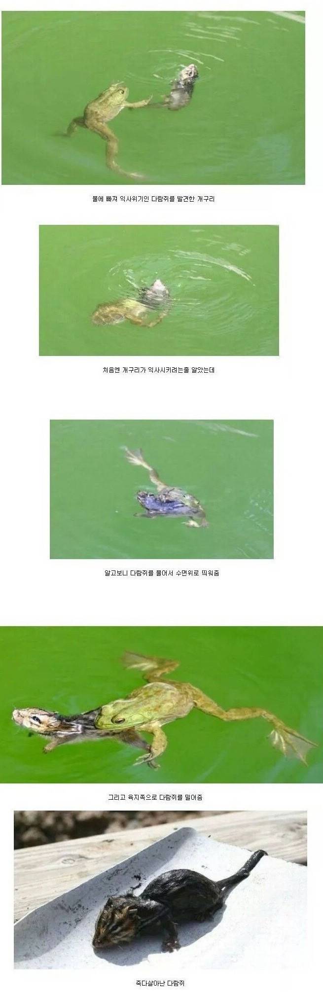물에 빠진 다람쥐를 구한 개구리 | 인스티즈