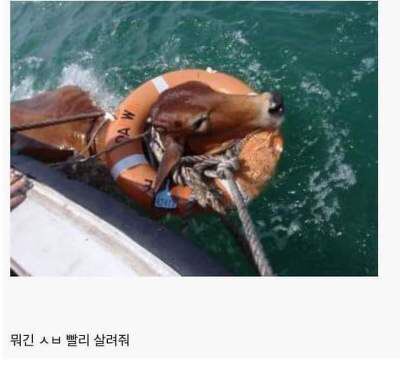 소가 물에 빠지면? | 인스티즈