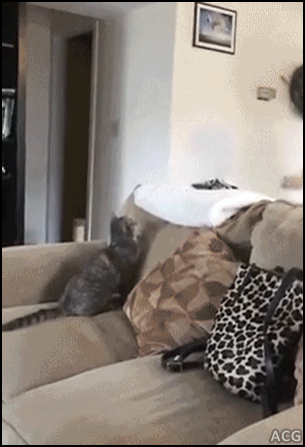 냥이의 놀라운 반응속도.gif | 인스티즈