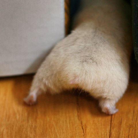 햄스터 궁딩이 | 인스티즈