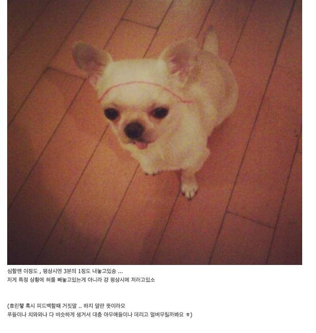 악플 엄청 받고 있는 민효린 반려 동물 사건 정리 글.......jpg | 인스티즈