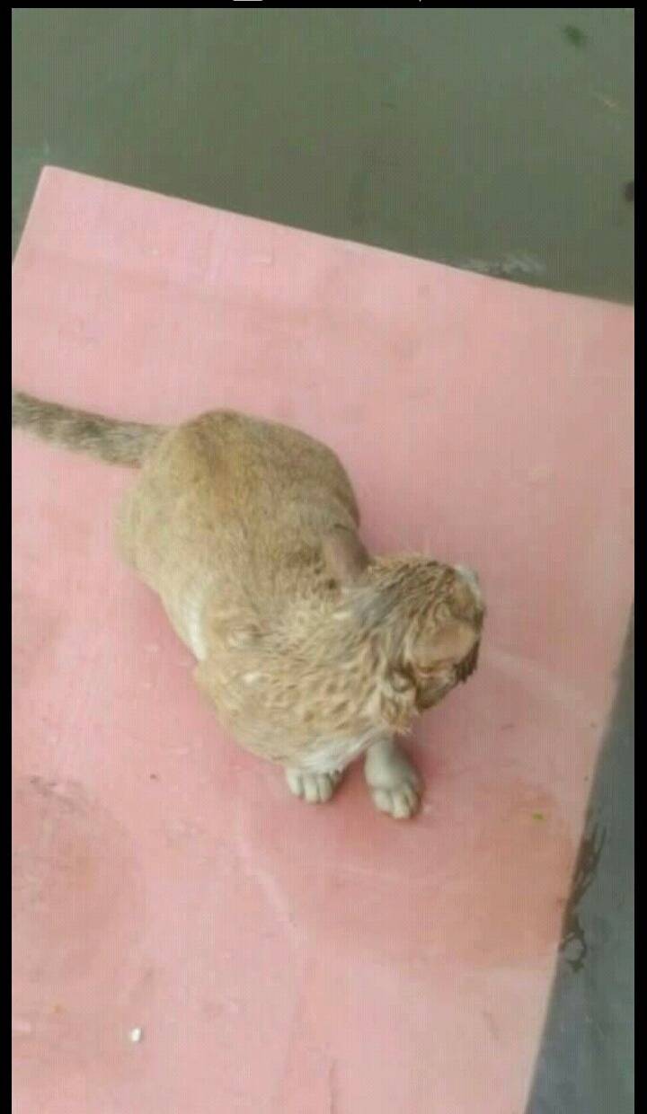 물에빠진 고양이ㅜㅜ | 인스티즈