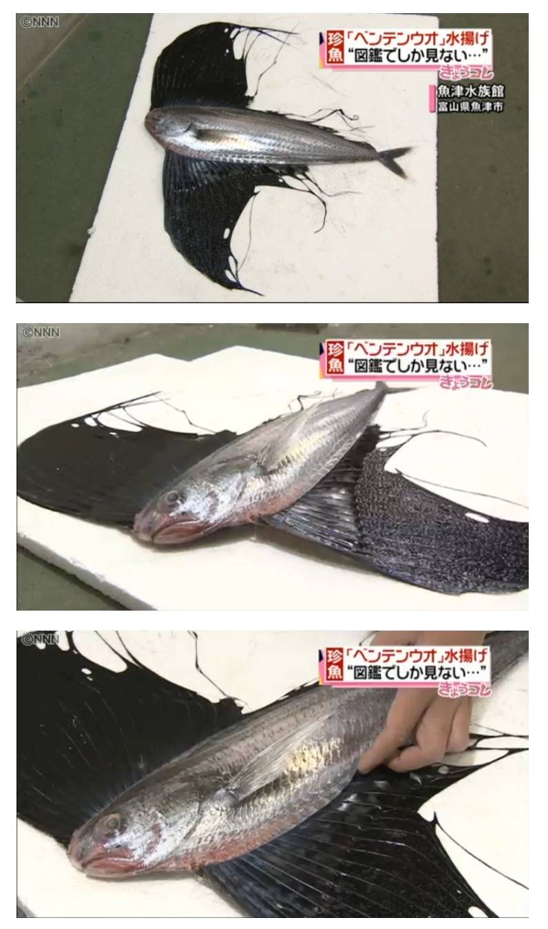 일본에서 잡힌 물고기 ㄷㄷ.jpg | 인스티즈
