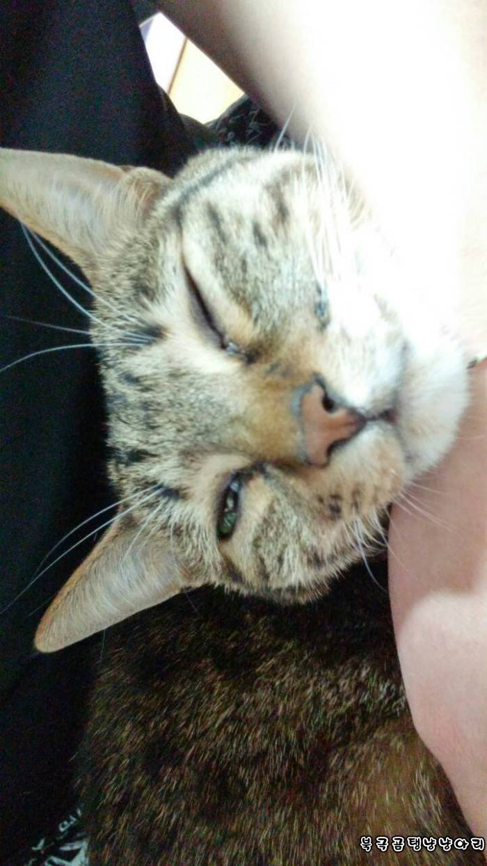 고양이를 싫어하던 떄가 있었다.(사진많음주의) | 인스티즈
