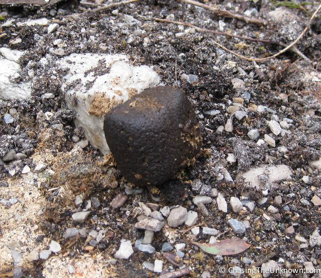 웜뱃이 정육면체 똥 싼다길래 찾아봄.jpg(진짜 똥 주의) | 인스티즈