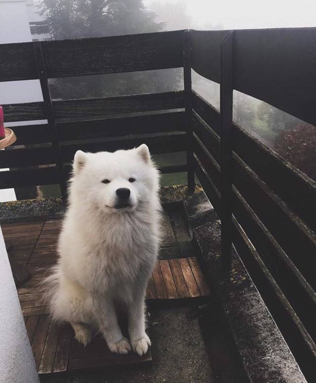 충격적으로 귀여운 대왕 솜뭉치 | 인스티즈