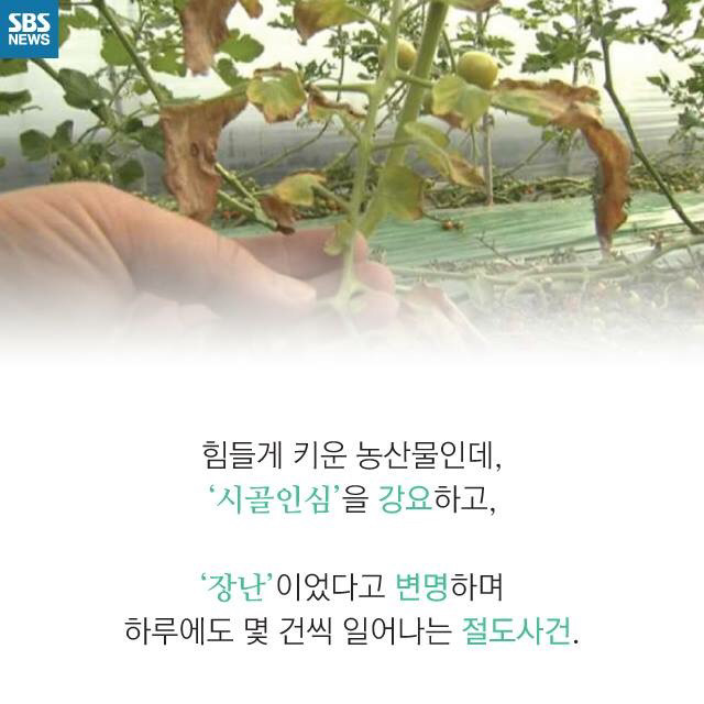 시골인심을 강요하는 사람들때문에 피해보는 농부들 | 인스티즈