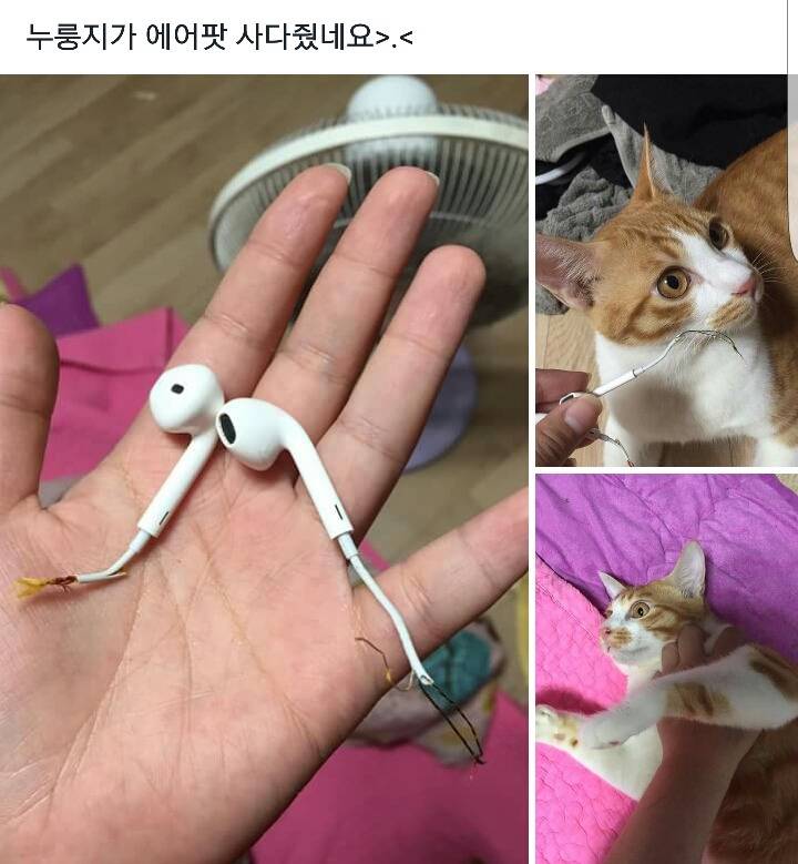 은혜갚은 고양이 | 인스티즈