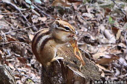 물에 빠진 다람쥐를 구한 개구리 | 인스티즈